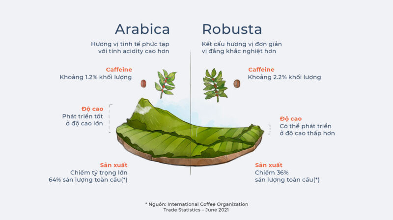 Một số khác biệt cơ bản giữa Arbica và Robusta – Số liệu: ICO, Trade Statistics – 6,2021