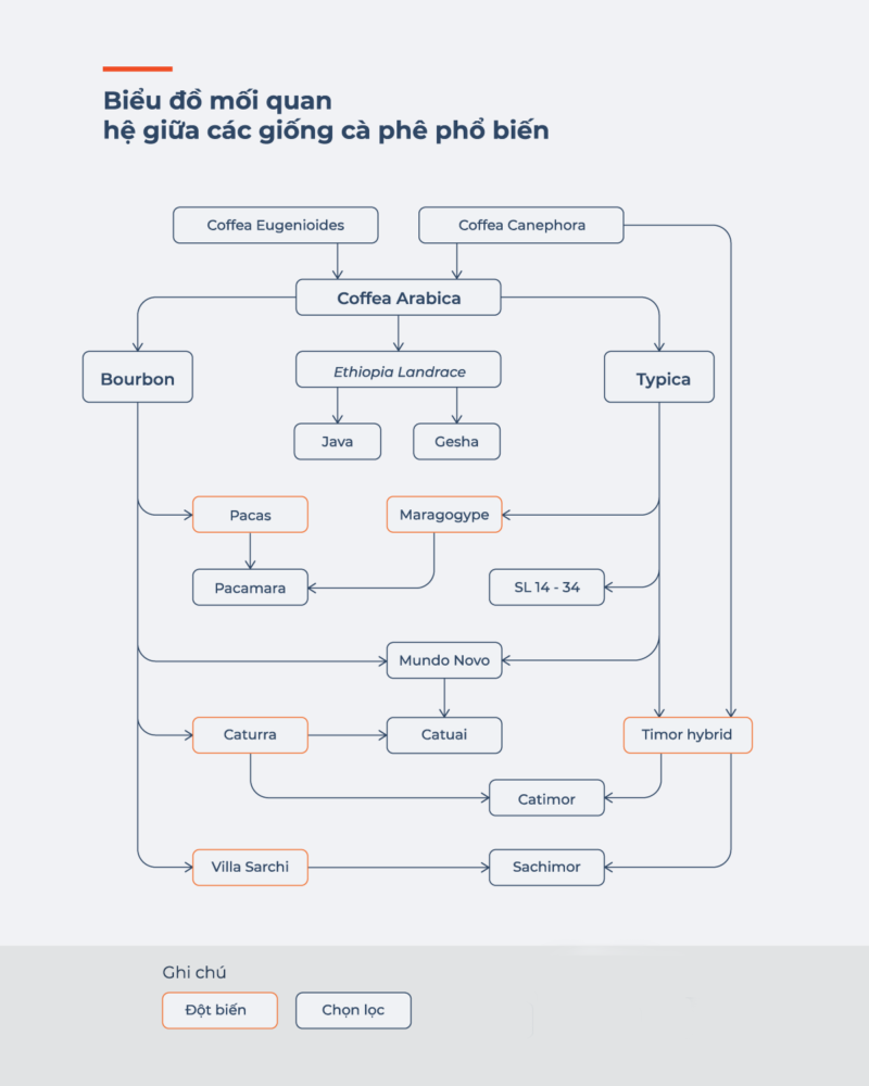 Sơ đồ phả hệ các giống cà phê phổ biến