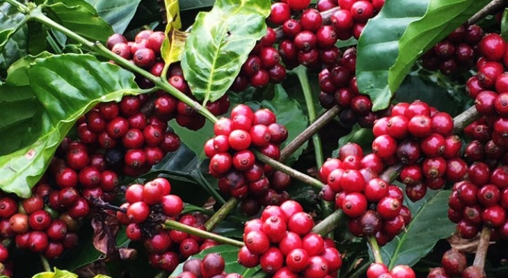 Cà phê Việt Nam chiếm hơn 45% thị phần cà phê nhập khẩu vào Trung Quốc